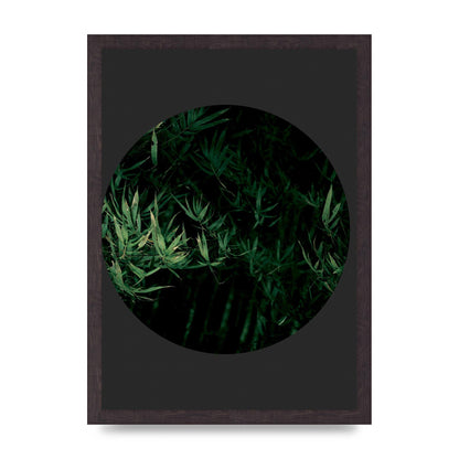 Black Back Green Plant Disc Series Eight Printed Poster - A3 framed
