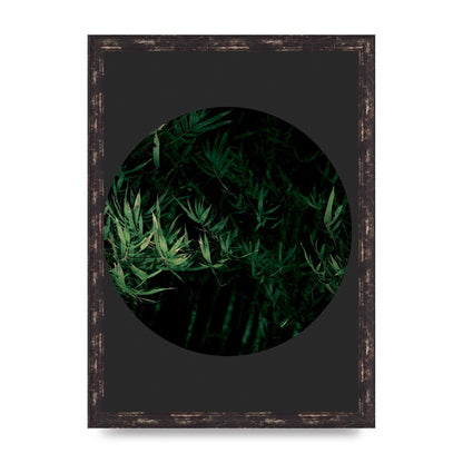 Black Back Green Plant Disc Series Eight Printed Poster - A3 framed