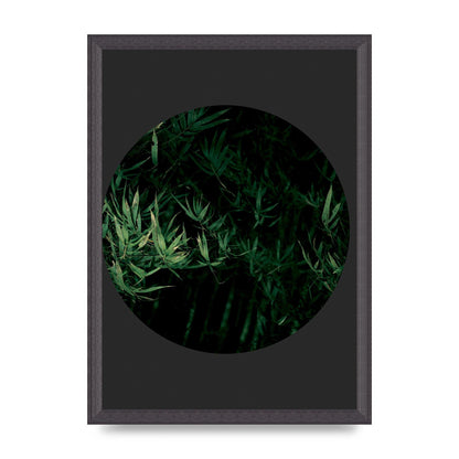 Black Back Green Plant Disc Series Eight Printed Poster - A3 framed