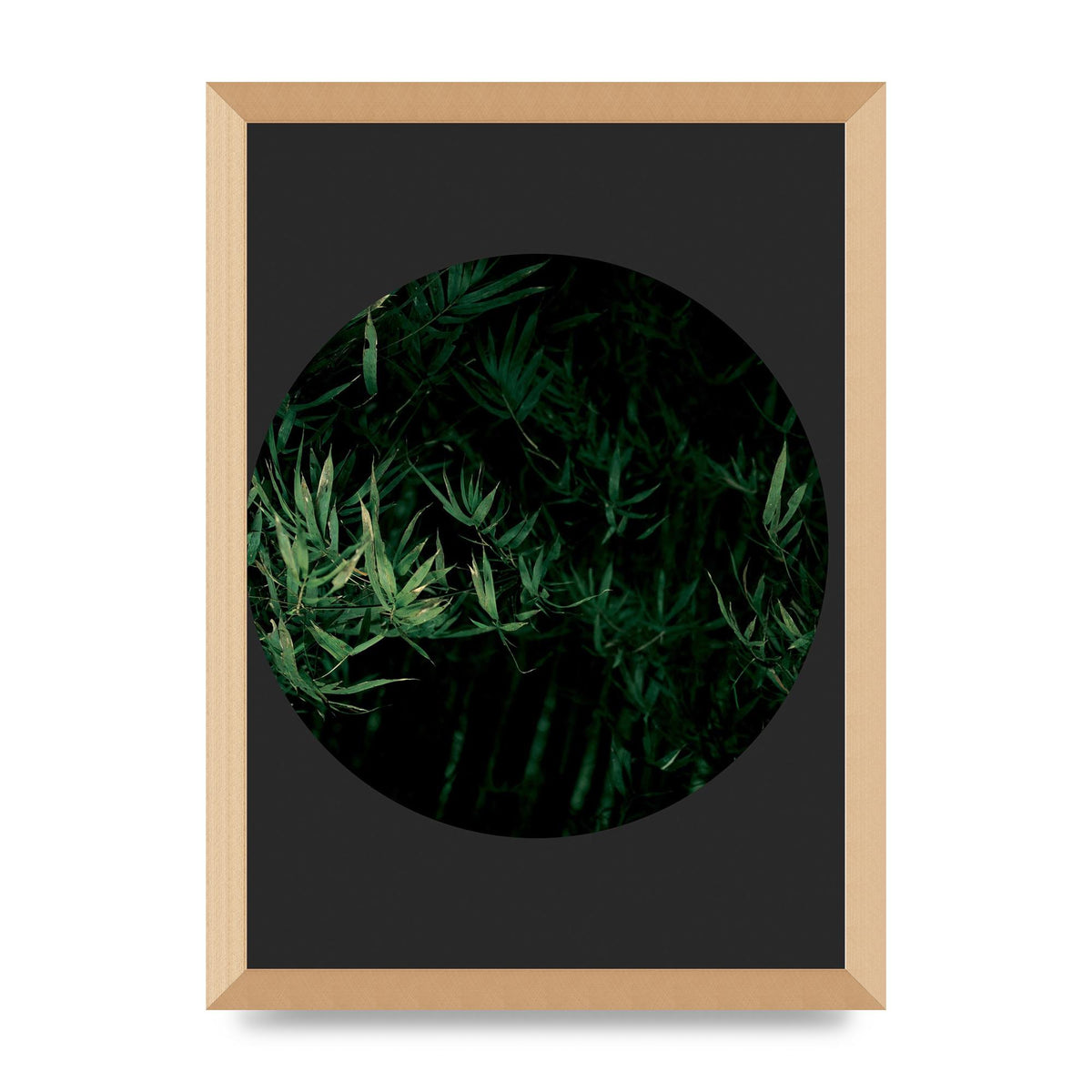 Black Back Green Plant Disc Series Eight Printed Poster - A3 framed