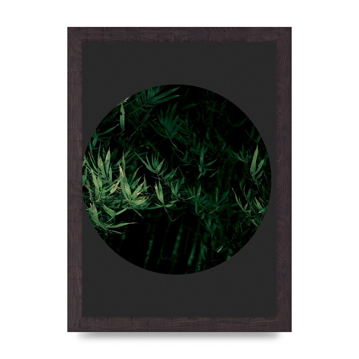 Black Back Green Plant Disc Series Eight Printed Poster - A4 framed