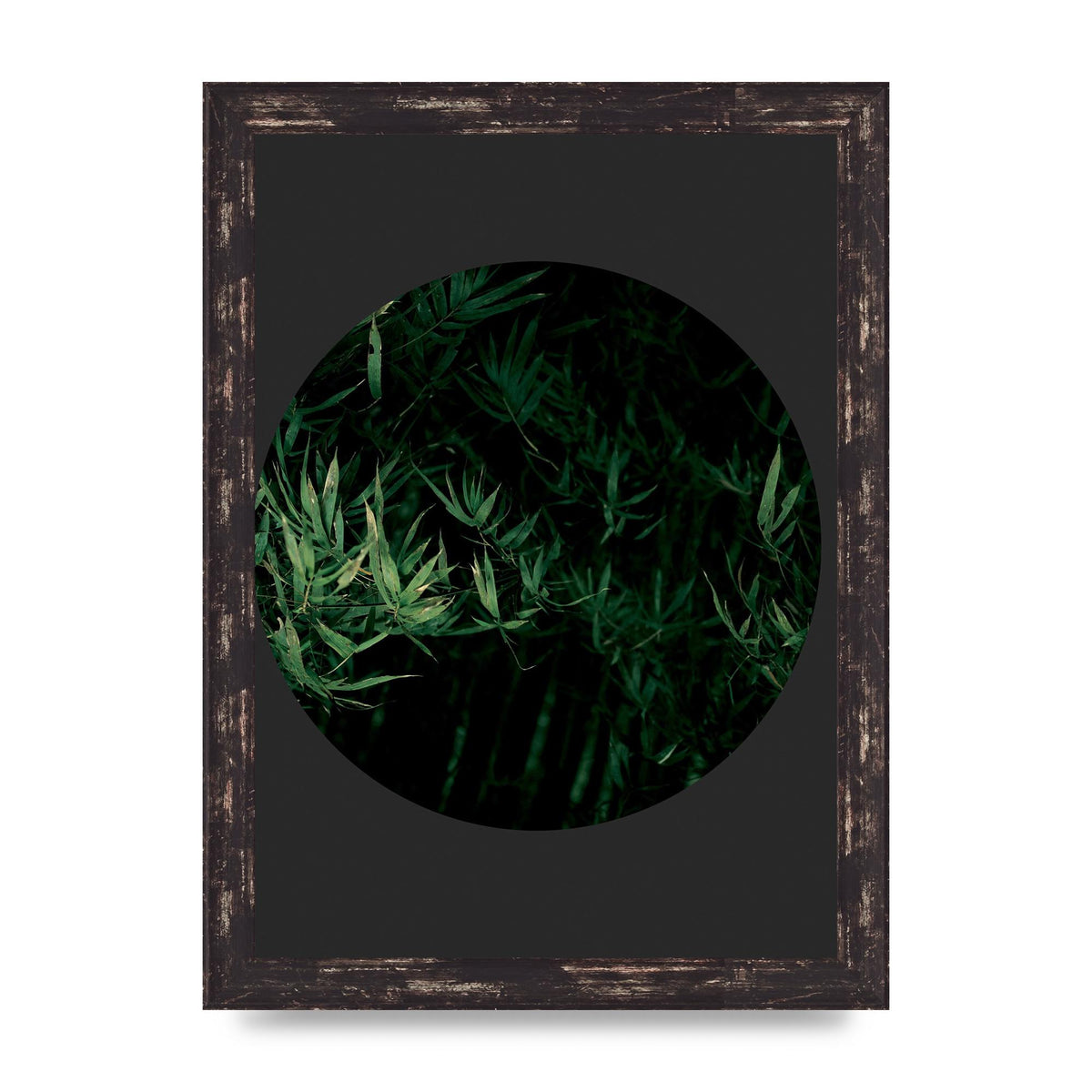 Black Back Green Plant Disc Series Eight Printed Poster - A4 framed