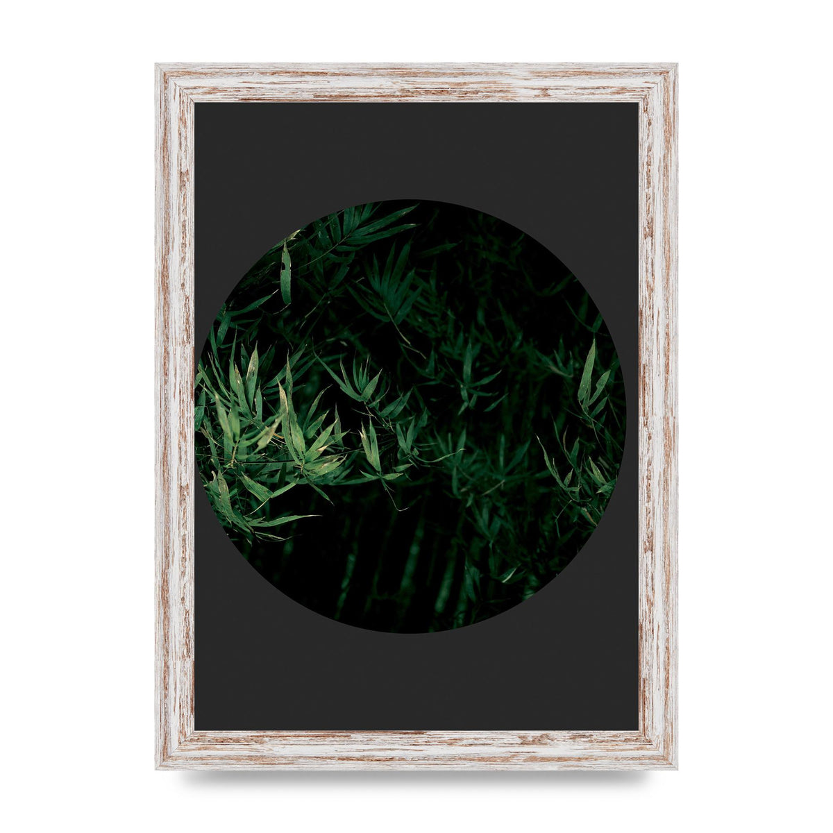 Black Back Green Plant Disc Series Eight Printed Poster - A4 framed