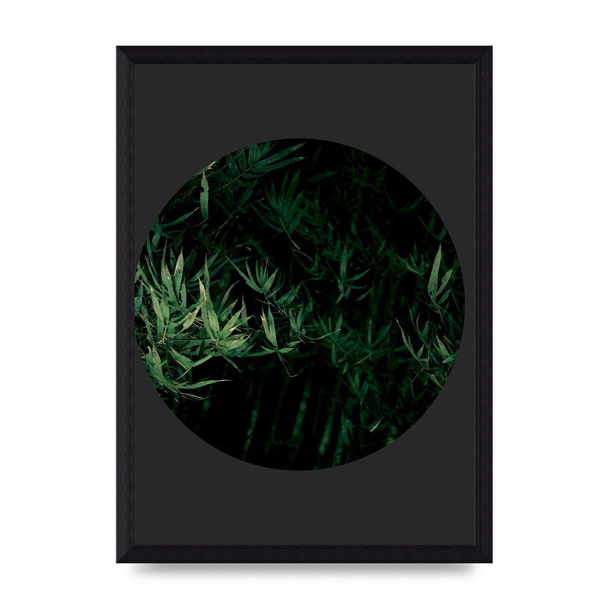 Black Back Green Plant Disc Series Eight Printed Poster - A4 framed