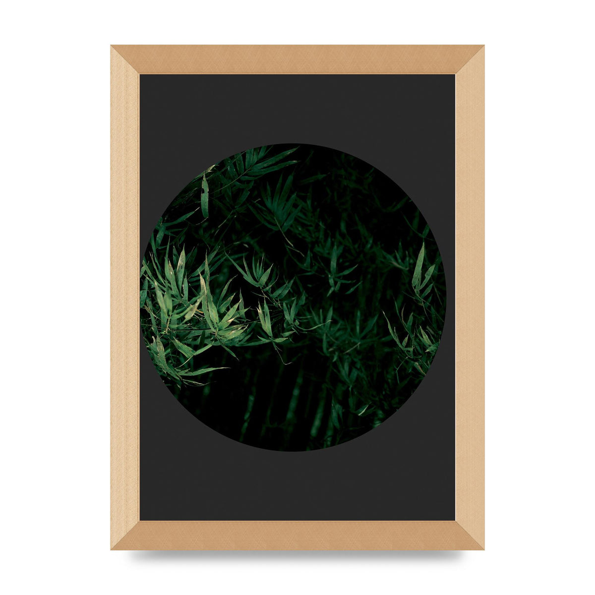 Black Back Green Plant Disc Series Eight Printed Poster - A4 framed
