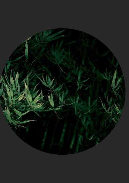 Black Back Green Plant Disc Series Eight Printed Poster - detail