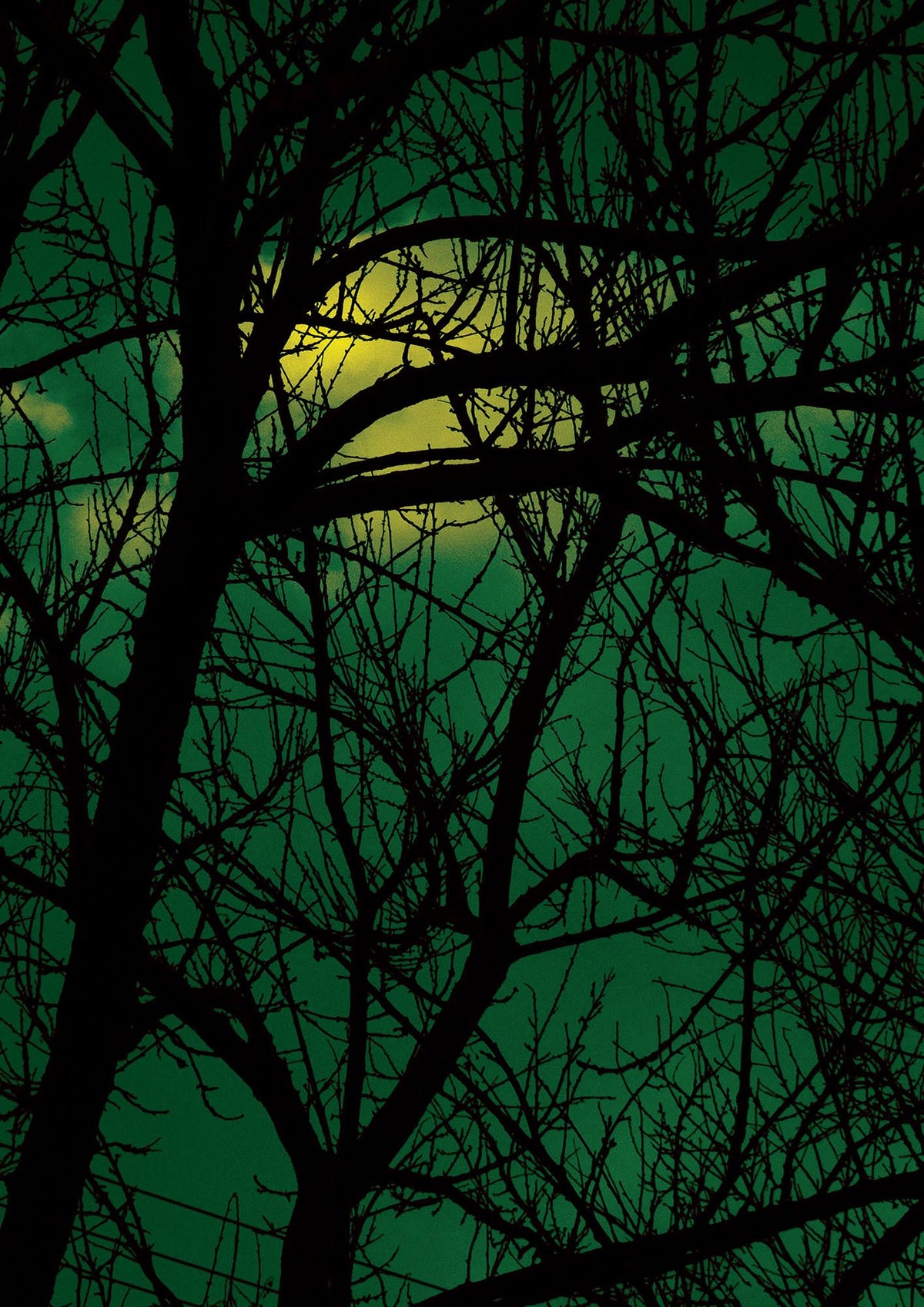 Sunset Through Trees Green Art For The Home - detail