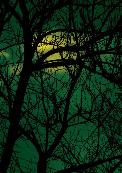 Sunset Through Trees Green Art For The Home - detail