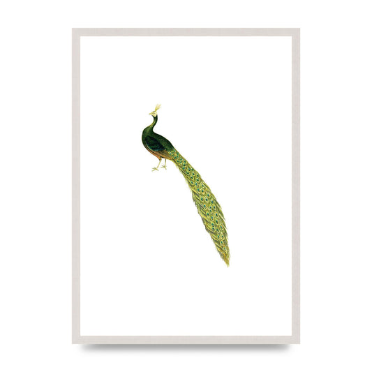 Vintage Peacock White Art For The Home - A2 framed