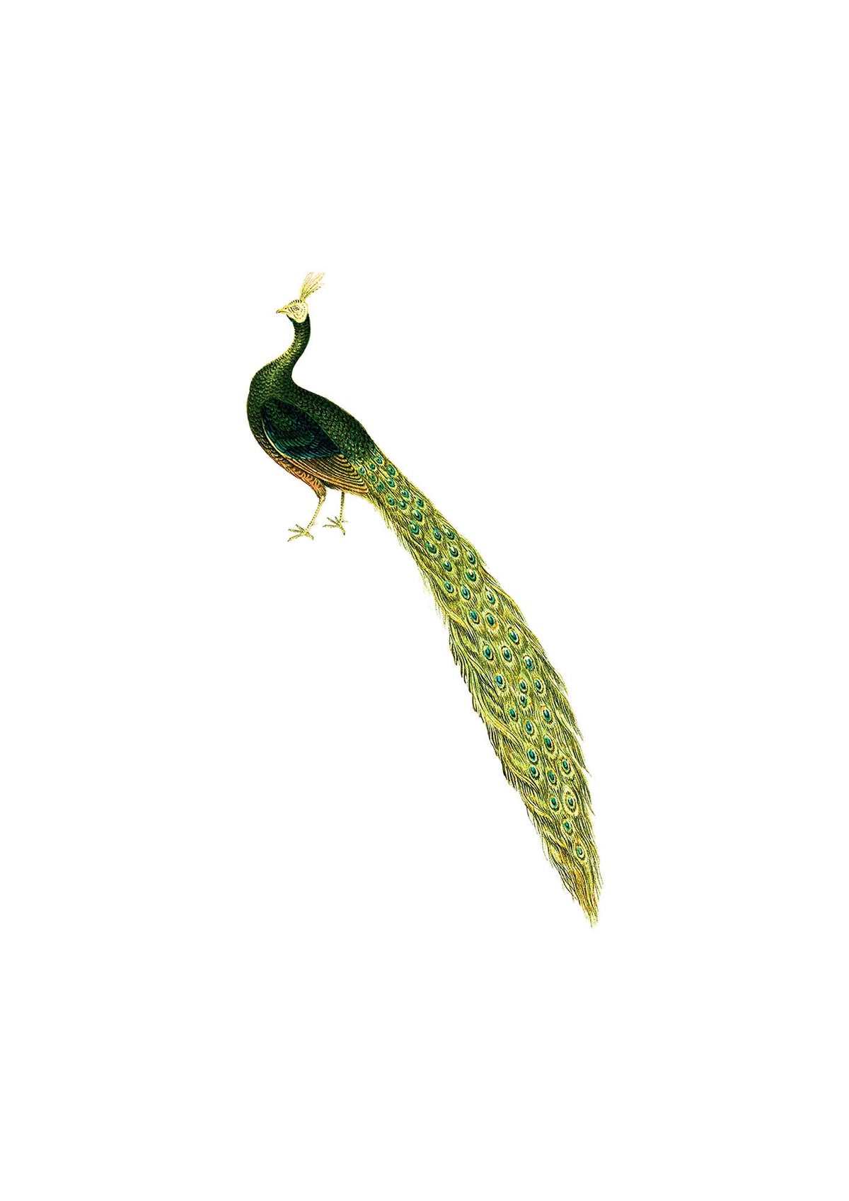 Vintage Peacock White Art For The Home - detail
