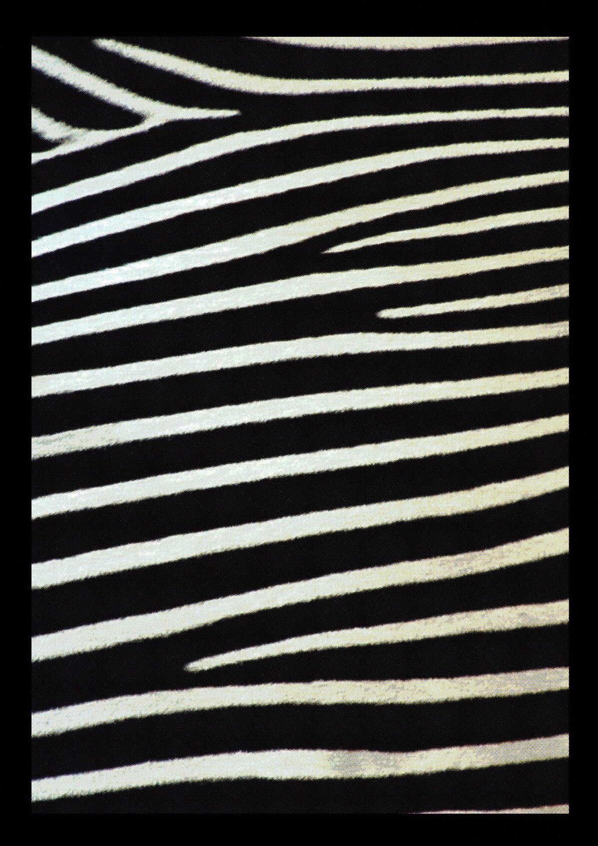 Zebra Art For The Home - detail