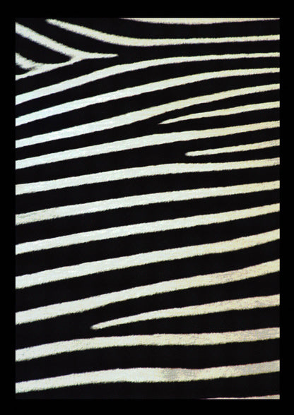Zebra Art For The Home - detail