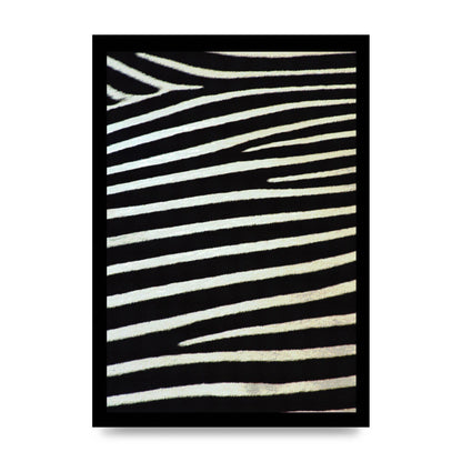 Zebra Art For The Home - unframed print