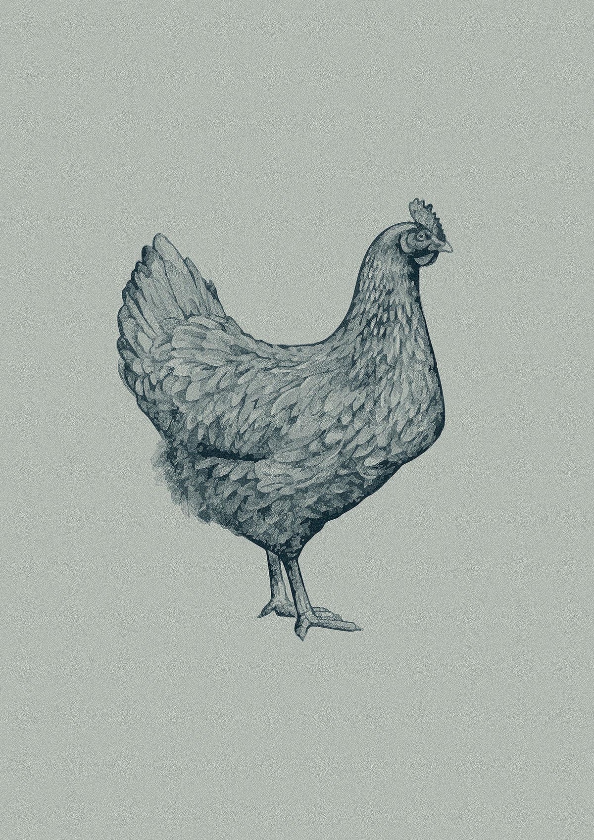 Chicken Illustration Printed Poster - detail