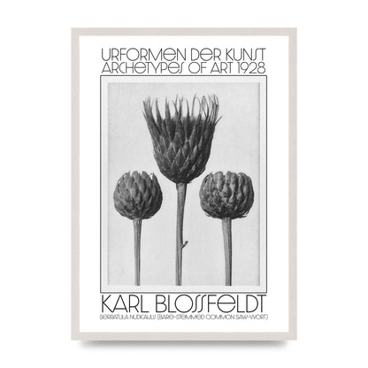 Karl Blossfeldt Urformen Der Kunst 1928 Serratula Nudicaulis Bare Stemmed Common Saw Wort Wall Art - A2 framed