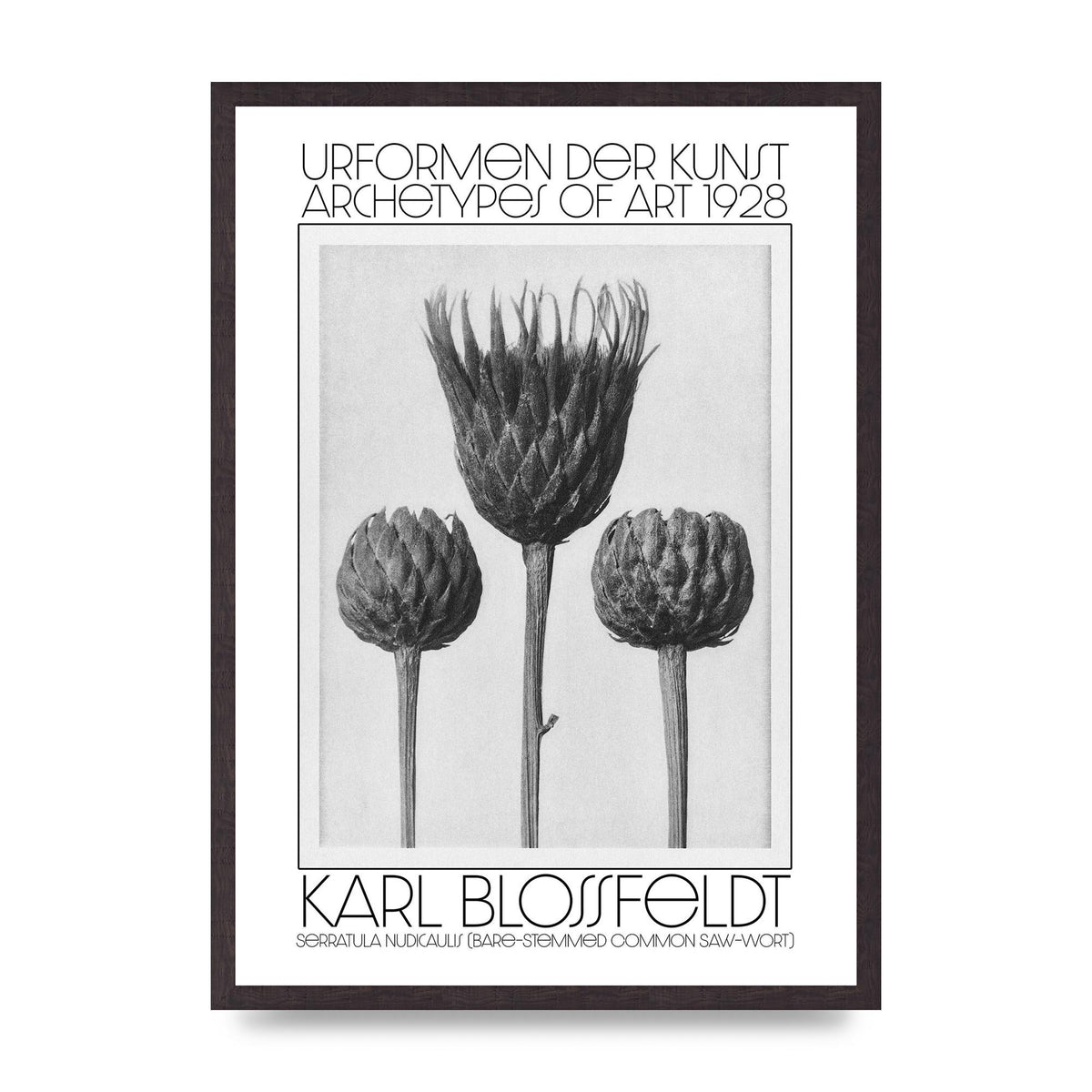 Karl Blossfeldt Urformen Der Kunst 1928 Serratula Nudicaulis Bare Stemmed Common Saw Wort Wall Art - A2 framed
