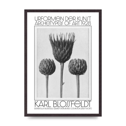 Karl Blossfeldt Urformen Der Kunst 1928 Serratula Nudicaulis Bare Stemmed Common Saw Wort Wall Art - A2 framed