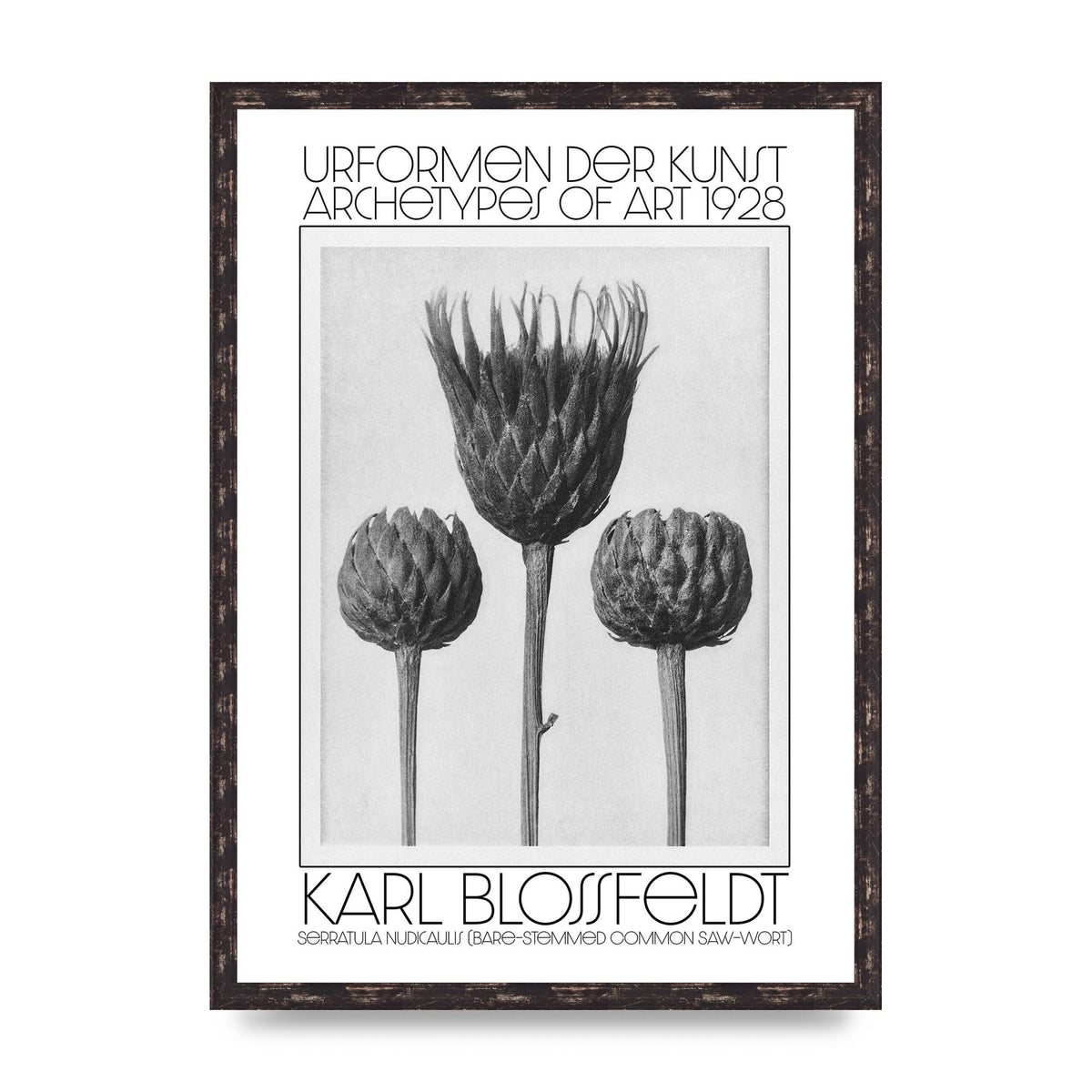 Karl Blossfeldt Urformen Der Kunst 1928 Serratula Nudicaulis Bare Stemmed Common Saw Wort Wall Art - A2 framed