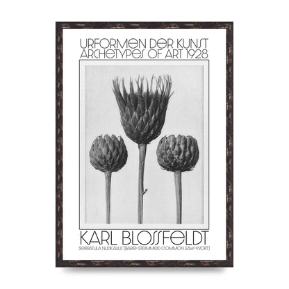 Karl Blossfeldt Urformen Der Kunst 1928 Serratula Nudicaulis Bare Stemmed Common Saw Wort Wall Art - A2 framed
