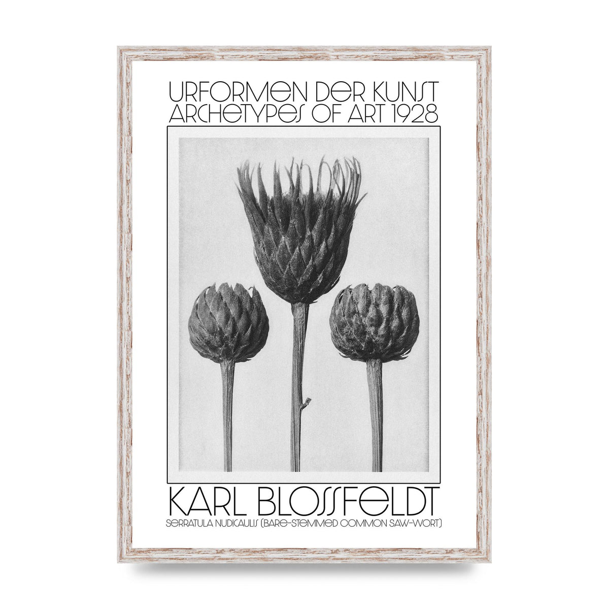 Karl Blossfeldt Urformen Der Kunst 1928 Serratula Nudicaulis Bare Stemmed Common Saw Wort Wall Art - A2 framed