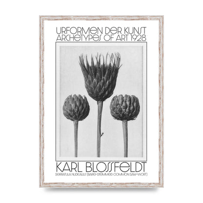 Karl Blossfeldt Urformen Der Kunst 1928 Serratula Nudicaulis Bare Stemmed Common Saw Wort Wall Art - A2 framed