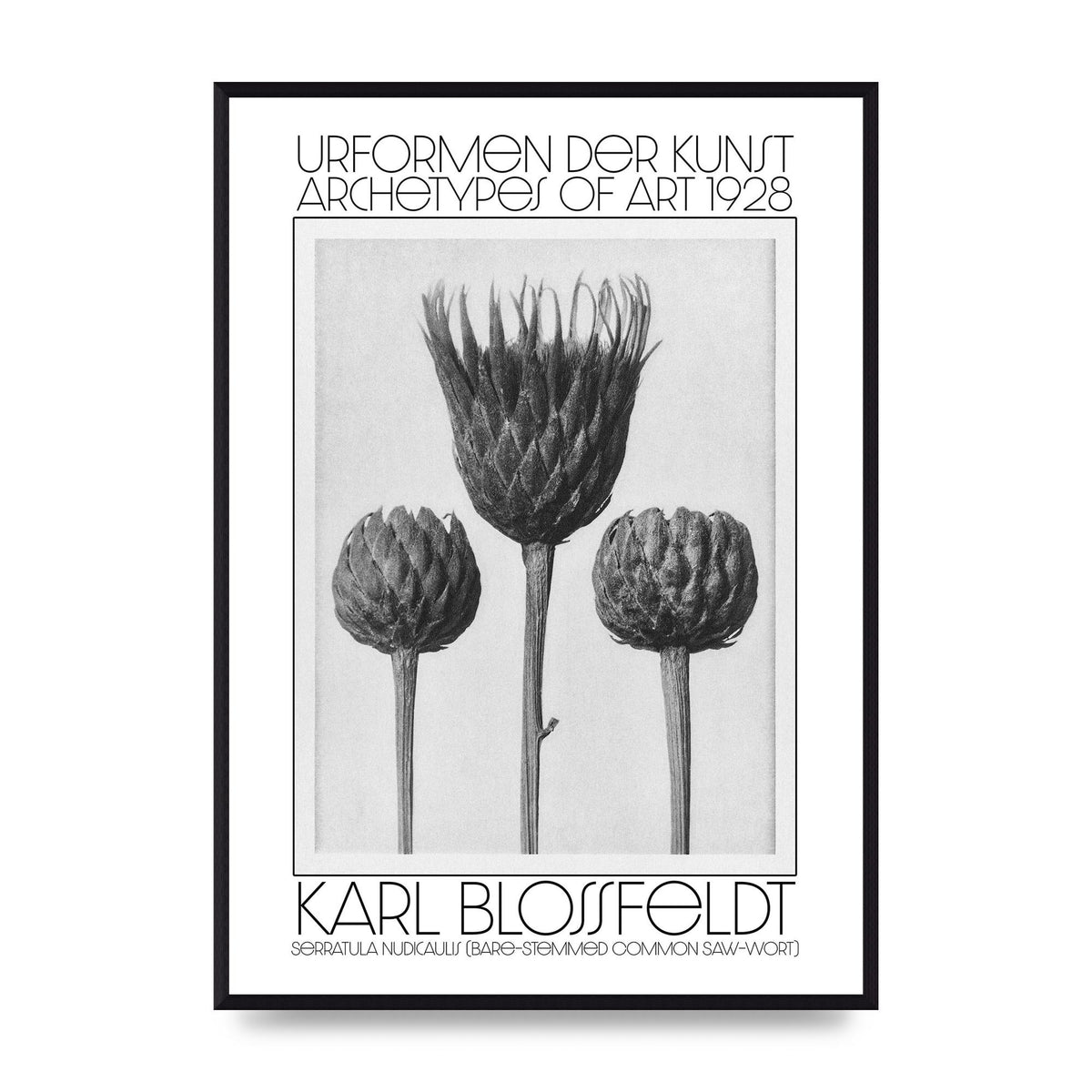 Karl Blossfeldt Urformen Der Kunst 1928 Serratula Nudicaulis Bare Stemmed Common Saw Wort Wall Art - A2 framed