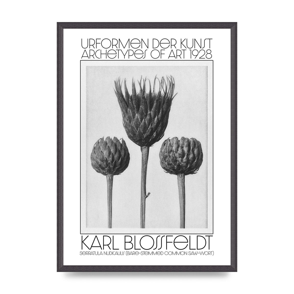 Karl Blossfeldt Urformen Der Kunst 1928 Serratula Nudicaulis Bare Stemmed Common Saw Wort Wall Art - A2 framed