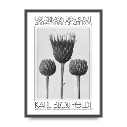 Karl Blossfeldt Urformen Der Kunst 1928 Serratula Nudicaulis Bare Stemmed Common Saw Wort Wall Art - A2 framed