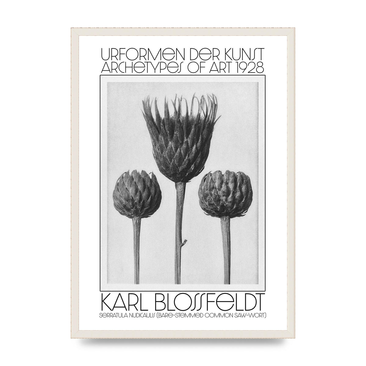 Karl Blossfeldt Urformen Der Kunst 1928 Serratula Nudicaulis Bare Stemmed Common Saw Wort Wall Art - A2 framed