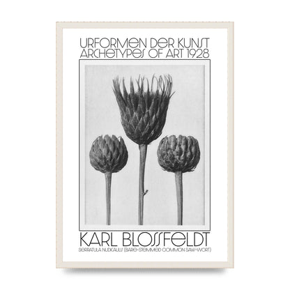 Karl Blossfeldt Urformen Der Kunst 1928 Serratula Nudicaulis Bare Stemmed Common Saw Wort Wall Art - A2 framed
