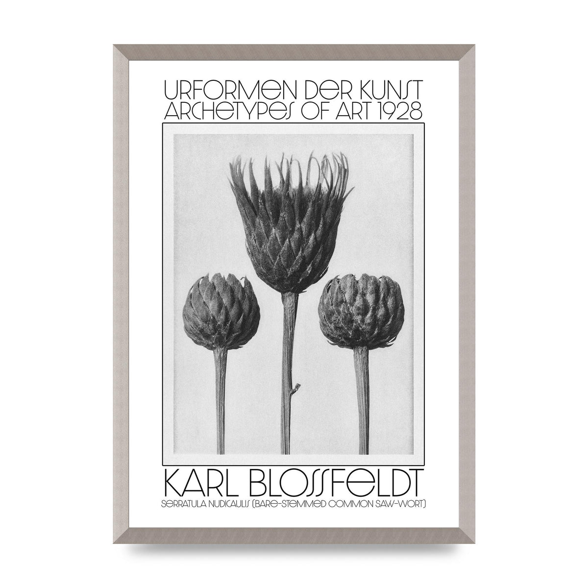 Karl Blossfeldt Urformen Der Kunst 1928 Serratula Nudicaulis Bare Stemmed Common Saw Wort Wall Art - A2 framed
