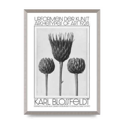 Karl Blossfeldt Urformen Der Kunst 1928 Serratula Nudicaulis Bare Stemmed Common Saw Wort Wall Art - A2 framed