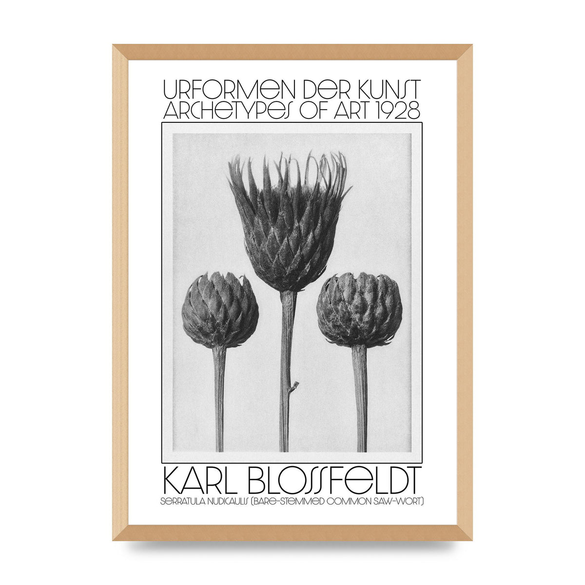 Karl Blossfeldt Urformen Der Kunst 1928 Serratula Nudicaulis Bare Stemmed Common Saw Wort Wall Art - A2 framed