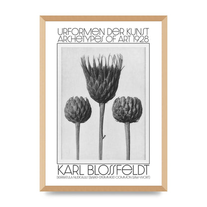 Karl Blossfeldt Urformen Der Kunst 1928 Serratula Nudicaulis Bare Stemmed Common Saw Wort Wall Art - A2 framed