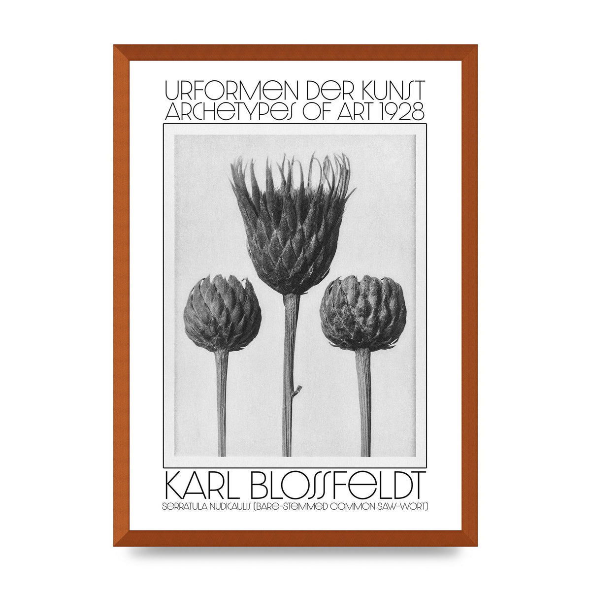 Karl Blossfeldt Urformen Der Kunst 1928 Serratula Nudicaulis Bare Stemmed Common Saw Wort Wall Art - A2 framed