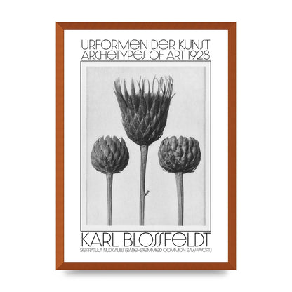 Karl Blossfeldt Urformen Der Kunst 1928 Serratula Nudicaulis Bare Stemmed Common Saw Wort Wall Art - A2 framed