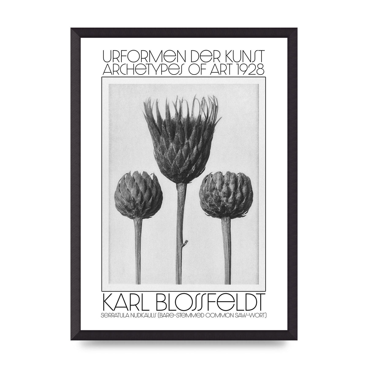 Karl Blossfeldt Urformen Der Kunst 1928 Serratula Nudicaulis Bare Stemmed Common Saw Wort Wall Art - A2 framed