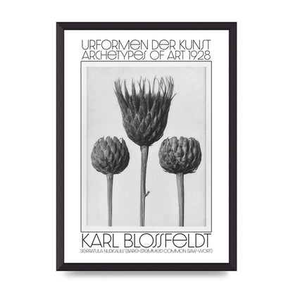 Karl Blossfeldt Urformen Der Kunst 1928 Serratula Nudicaulis Bare Stemmed Common Saw Wort Wall Art - A2 framed
