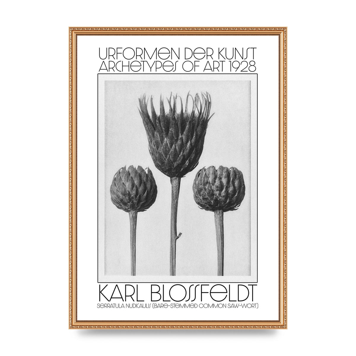 Karl Blossfeldt Urformen Der Kunst 1928 Serratula Nudicaulis Bare Stemmed Common Saw Wort Wall Art - A2 framed