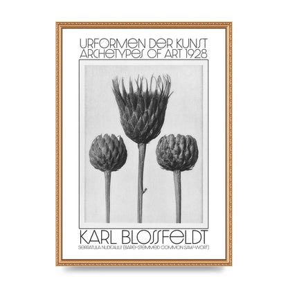 Karl Blossfeldt Urformen Der Kunst 1928 Serratula Nudicaulis Bare Stemmed Common Saw Wort Wall Art - A2 framed