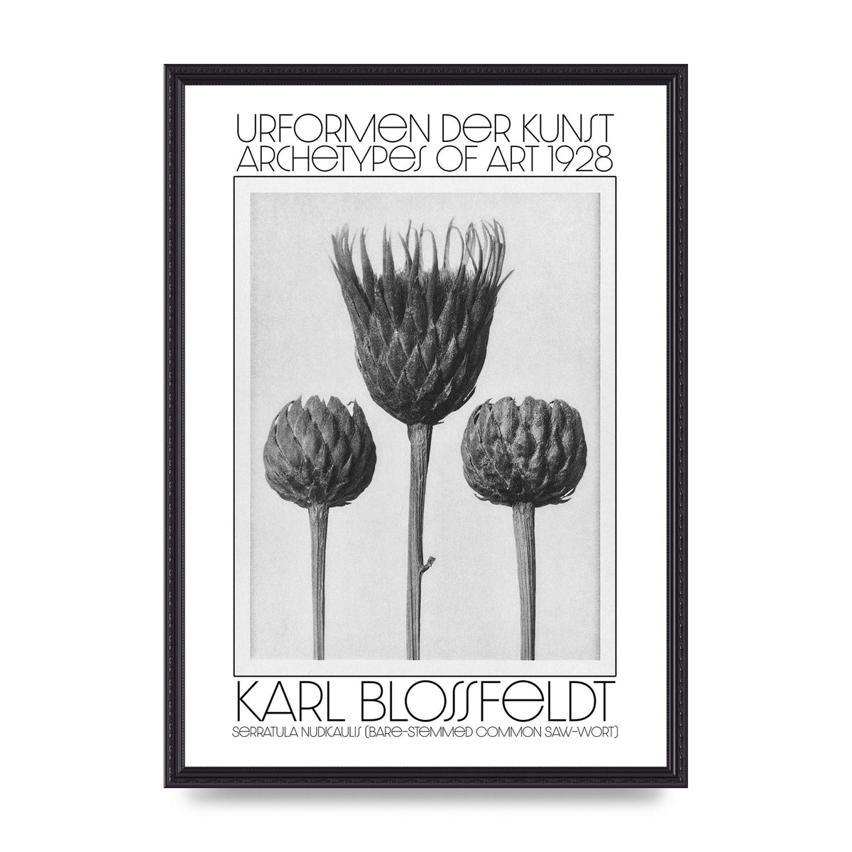 Karl Blossfeldt Urformen Der Kunst 1928 Serratula Nudicaulis Bare Stemmed Common Saw Wort Wall Art - A2 framed