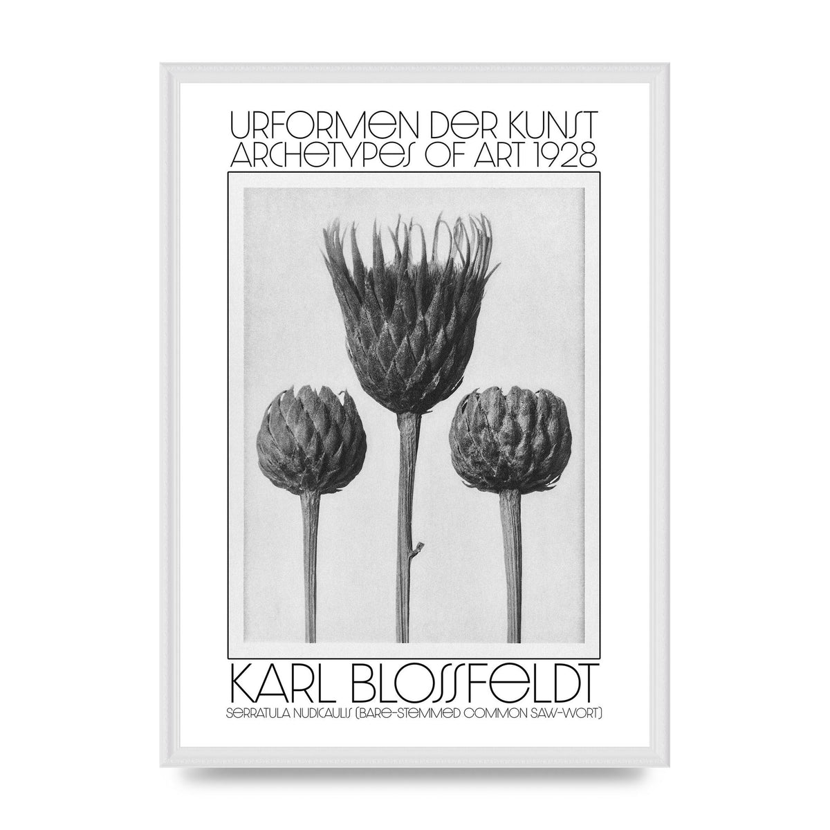 Karl Blossfeldt Urformen Der Kunst 1928 Serratula Nudicaulis Bare Stemmed Common Saw Wort Wall Art - A2 framed