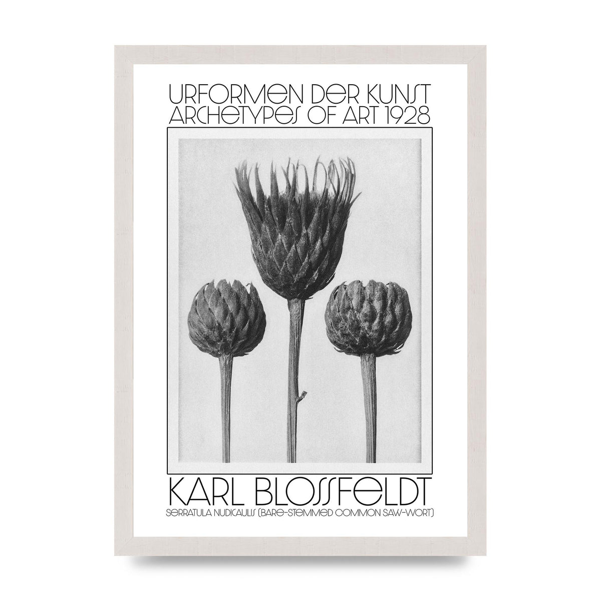 Karl Blossfeldt Urformen Der Kunst 1928 Serratula Nudicaulis Bare Stemmed Common Saw Wort Wall Art - A3 framed