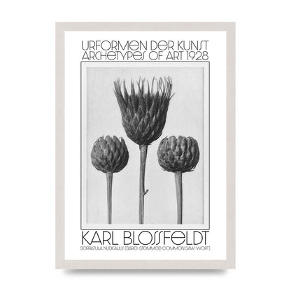 Karl Blossfeldt Urformen Der Kunst 1928 Serratula Nudicaulis Bare Stemmed Common Saw Wort Wall Art - A3 framed