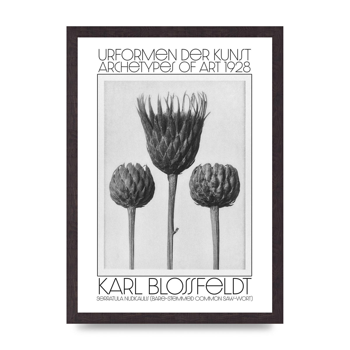 Karl Blossfeldt Urformen Der Kunst 1928 Serratula Nudicaulis Bare Stemmed Common Saw Wort Wall Art - A3 framed