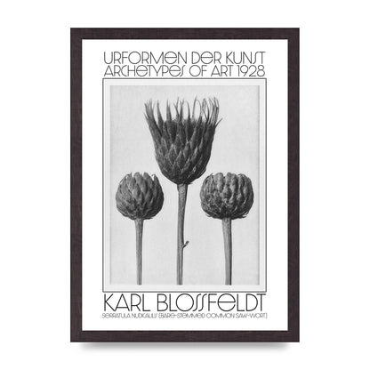 Karl Blossfeldt Urformen Der Kunst 1928 Serratula Nudicaulis Bare Stemmed Common Saw Wort Wall Art - A3 framed