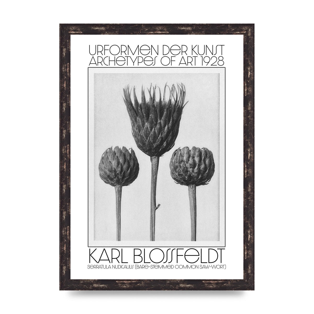 Karl Blossfeldt Urformen Der Kunst 1928 Serratula Nudicaulis Bare Stemmed Common Saw Wort Wall Art - A3 framed