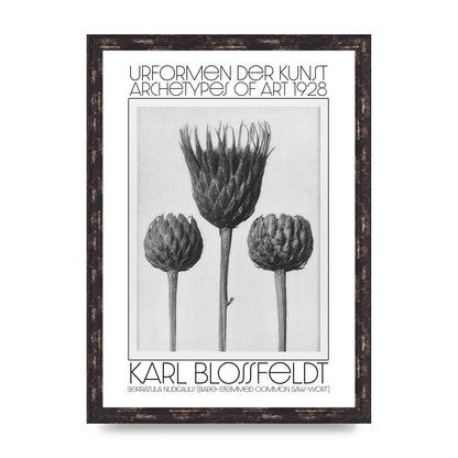 Karl Blossfeldt Urformen Der Kunst 1928 Serratula Nudicaulis Bare Stemmed Common Saw Wort Wall Art - A3 framed