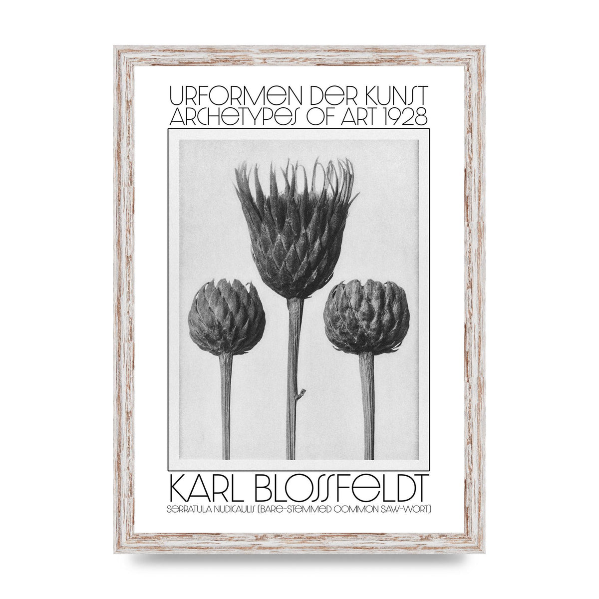 Karl Blossfeldt Urformen Der Kunst 1928 Serratula Nudicaulis Bare Stemmed Common Saw Wort Wall Art - A3 framed