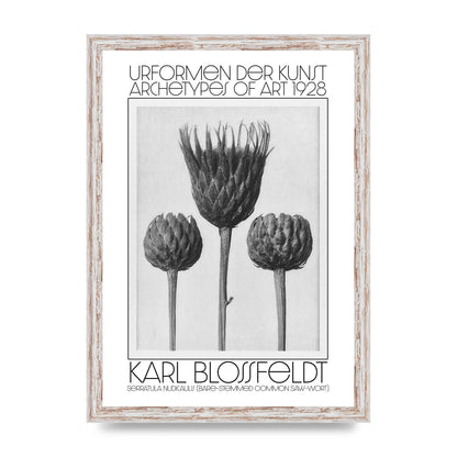 Karl Blossfeldt Urformen Der Kunst 1928 Serratula Nudicaulis Bare Stemmed Common Saw Wort Wall Art - A3 framed